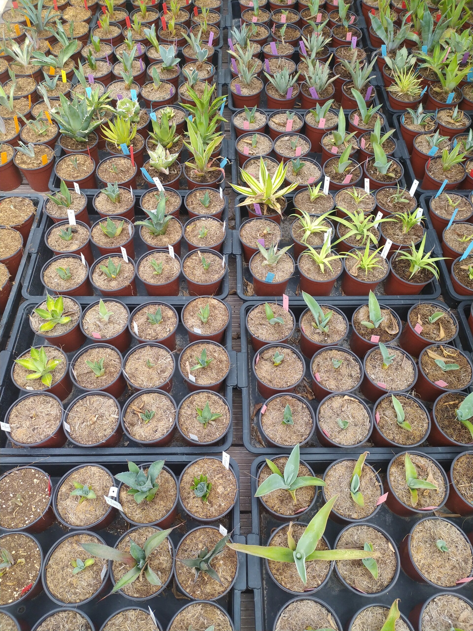 Pack 6 agaves. Maceta de 1L