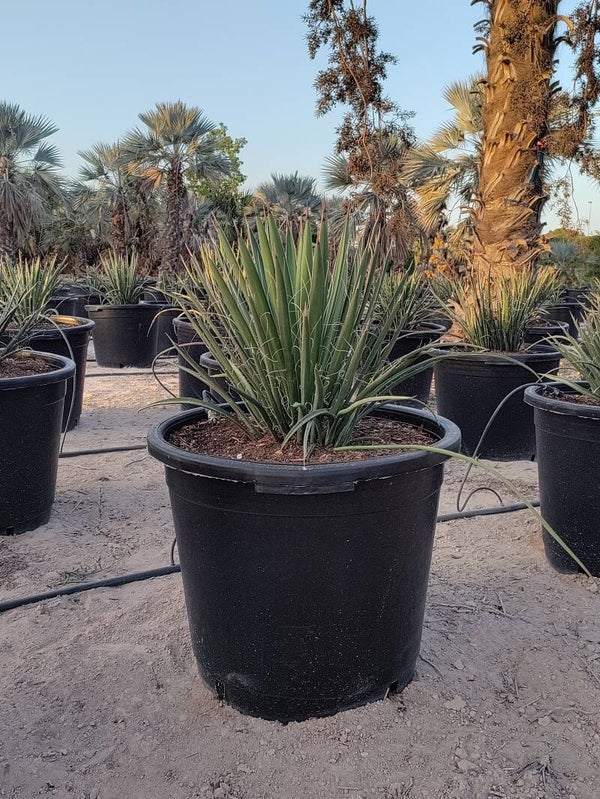 Yucca Filifera
