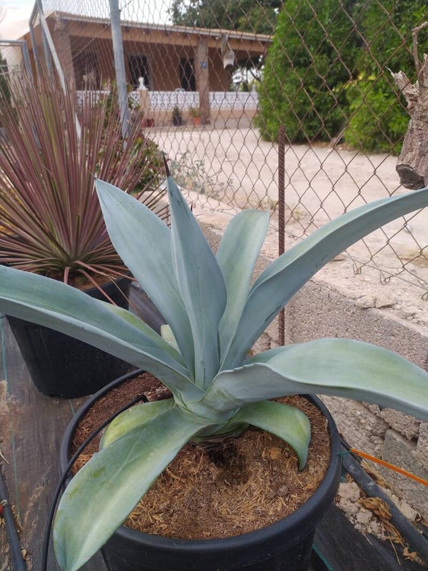 Agave Weberi.