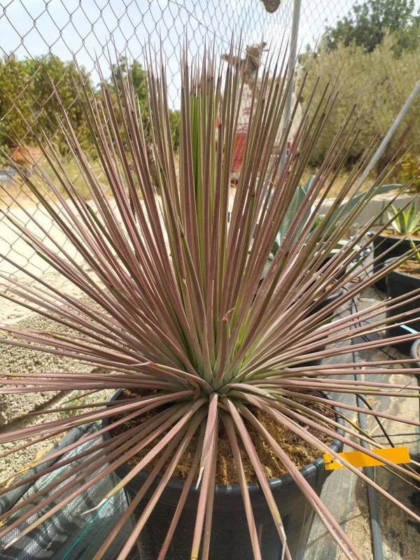 Agave Stricta rubra.
