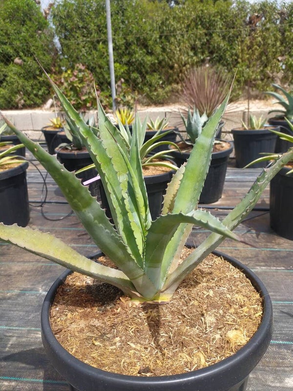 Agave Cordillerensis.