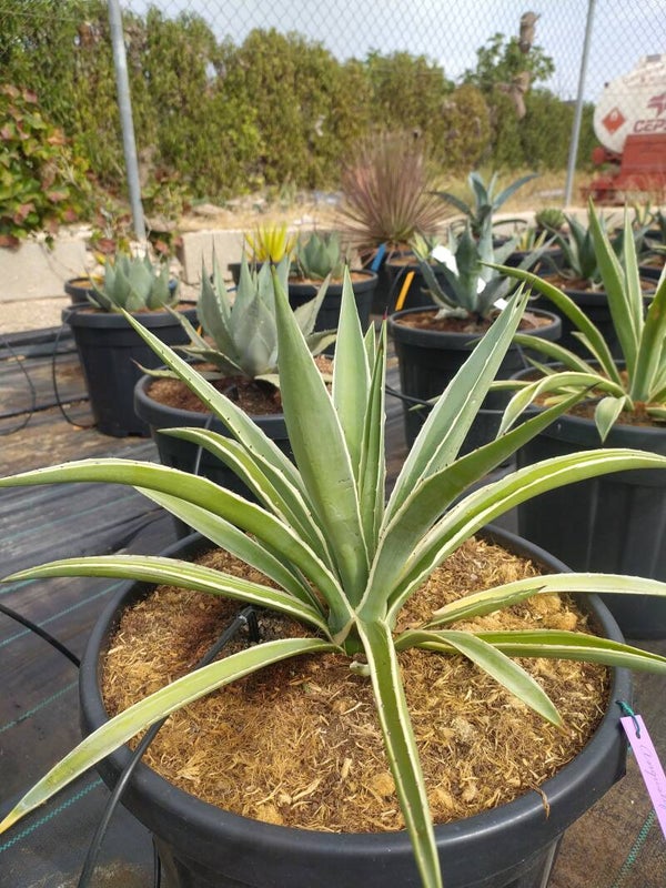 Agave Angustifolia Variegatta.