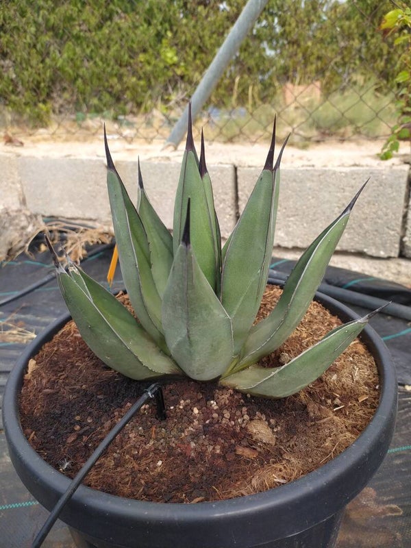Agave Nigra.