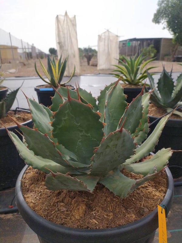 Agave Guadalajarana.
