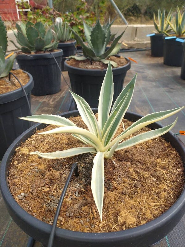 Agave Angustifolia Quick Silver