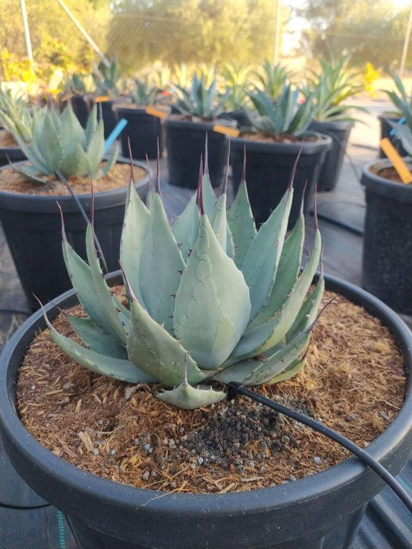 Agave Havardiana