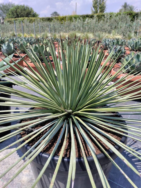 Agave Stricta.