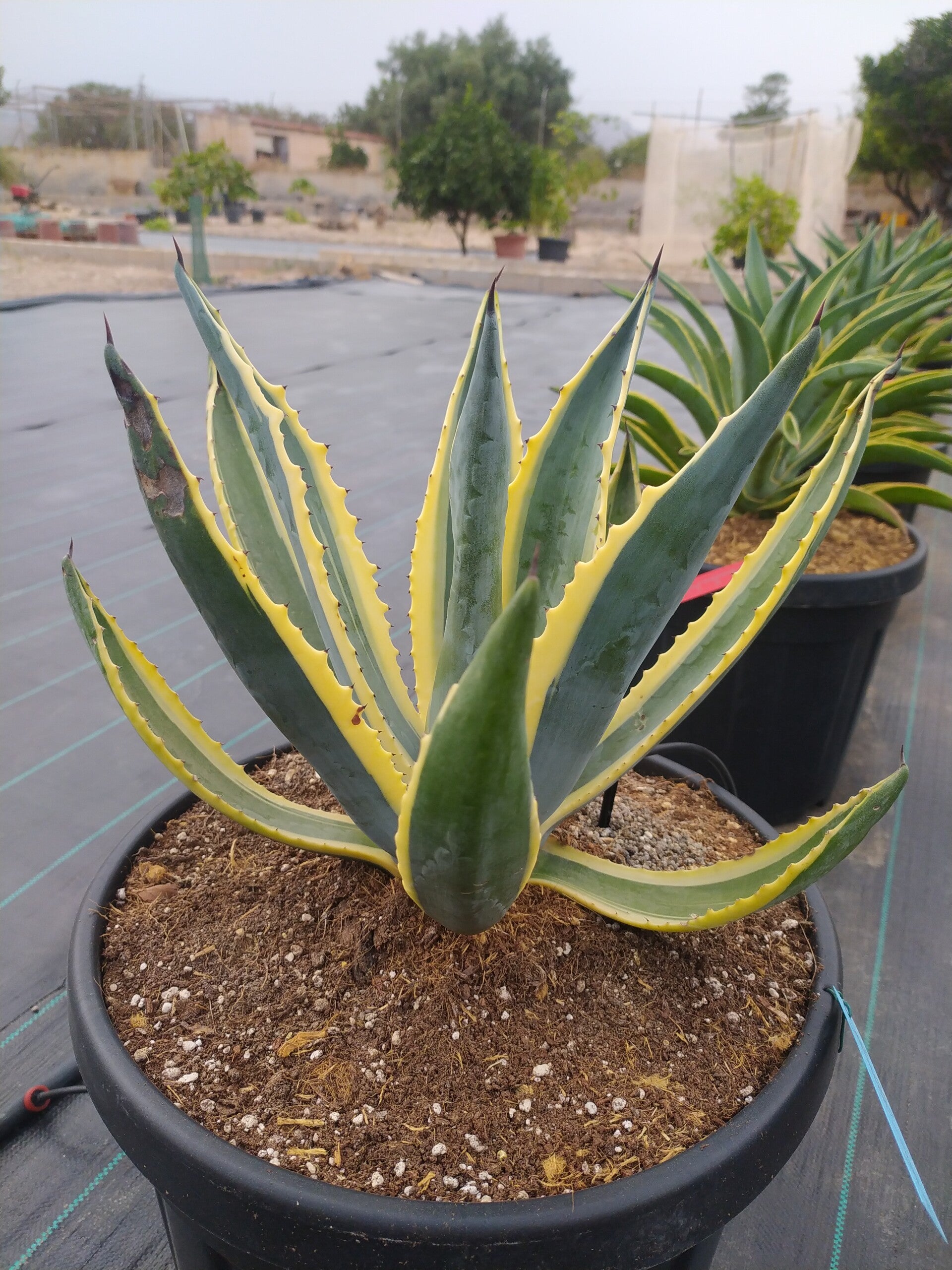 Agave A. Spectabilis Variegatta.
