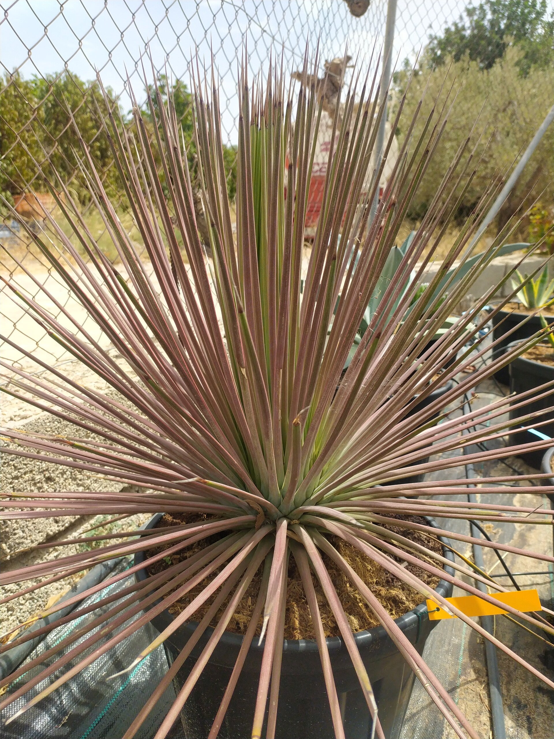 Agave Stricta rubra.
