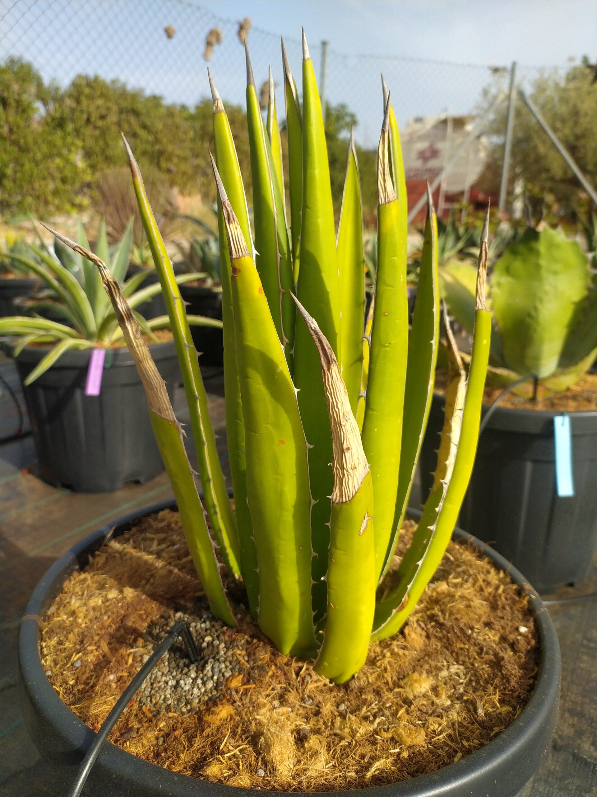 Agave Lechuguilla.