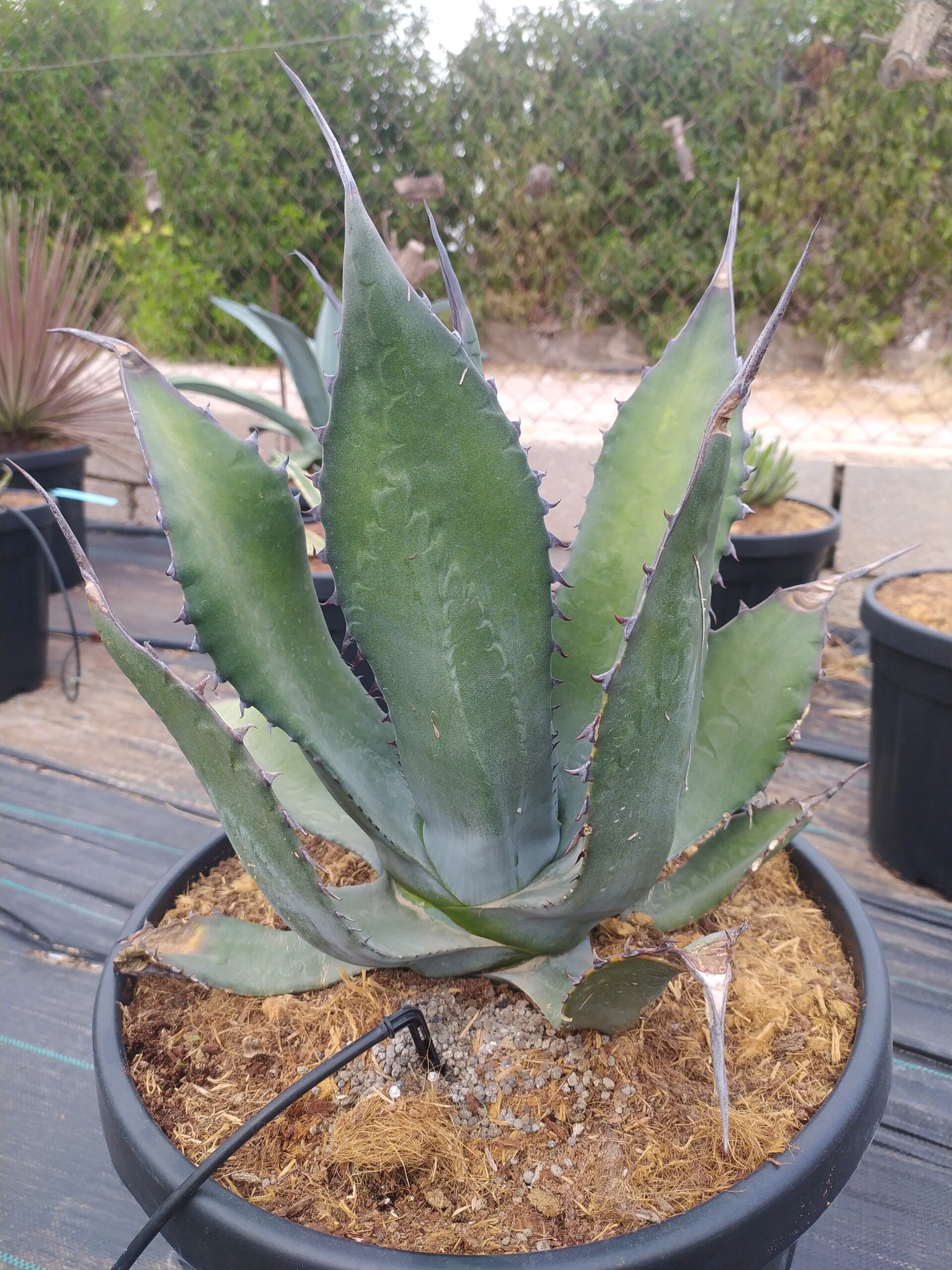 Agave Salmiana Ferox.