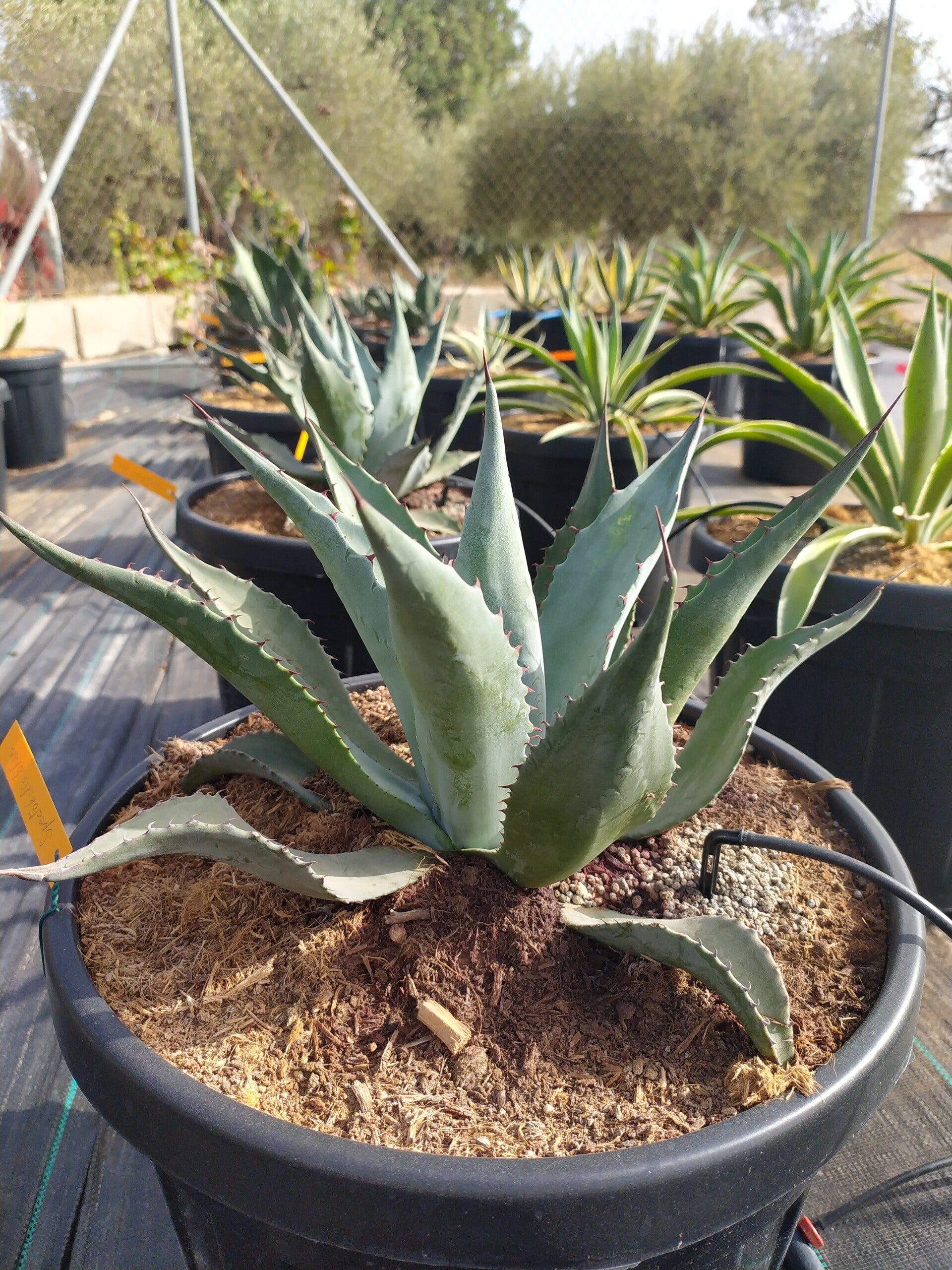 Agave A. Spectabilis Blue.