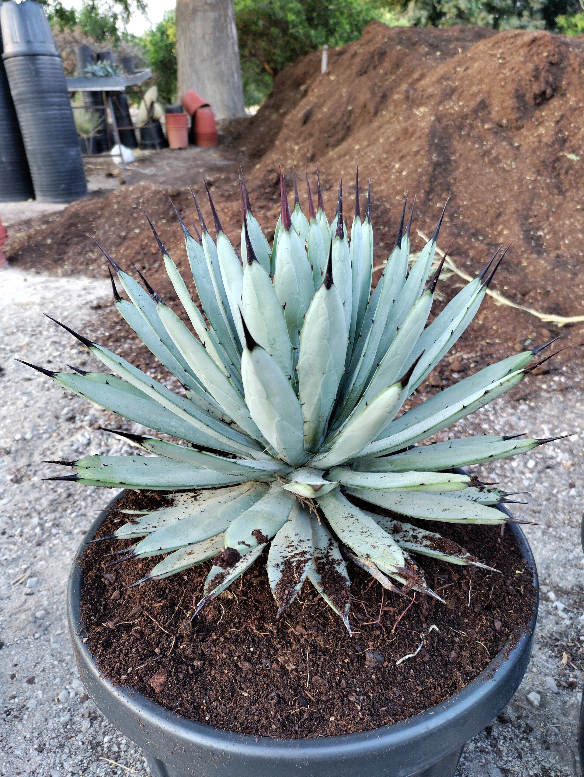 Agave Macroacantha longifolia.