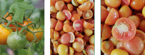 Pomodorino Ponderosa Bio