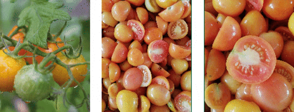 Pomodorino Ponderosa Bio