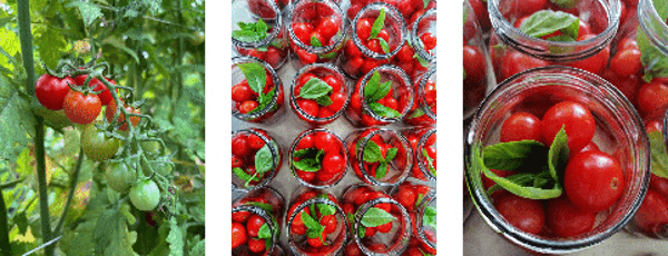 Ciliegino Rosso Bio