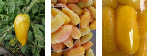 Pomodorino Masaniello Gigante Giallo Bio