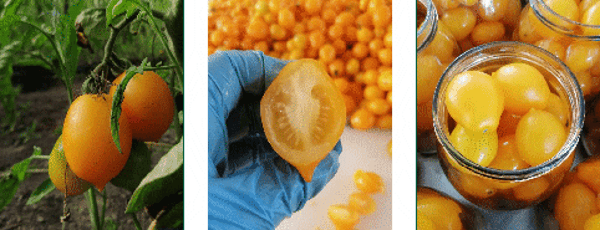 Pomodorino Giallo del Vesuvio Bio