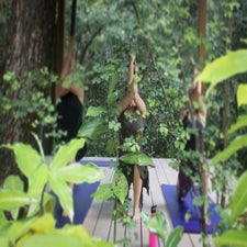 image_olas_verdes_hotel_in_nosara_yoga_lessons_immersed_in_nature.jpg