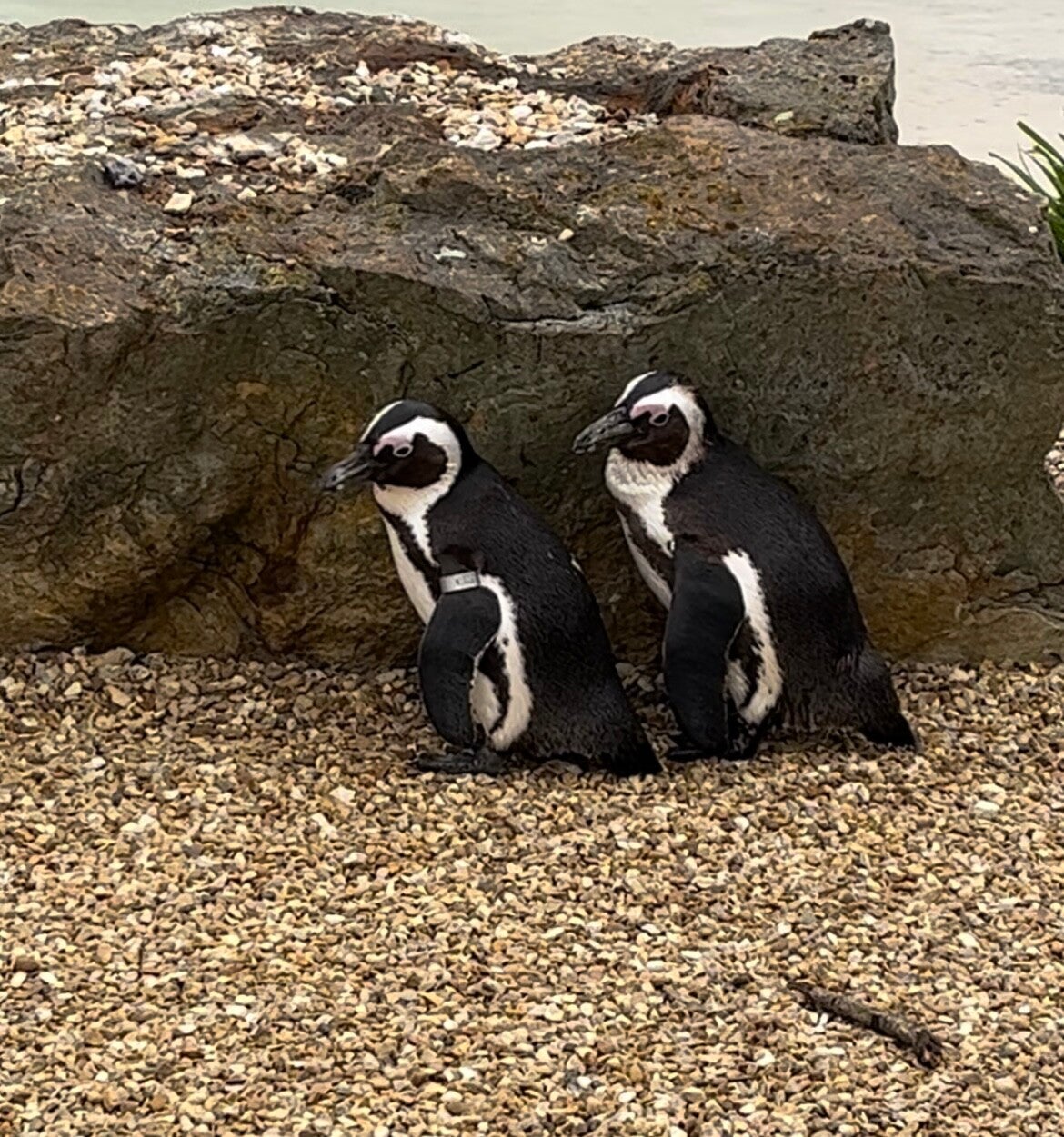 Whipsnade zoo penguins 
