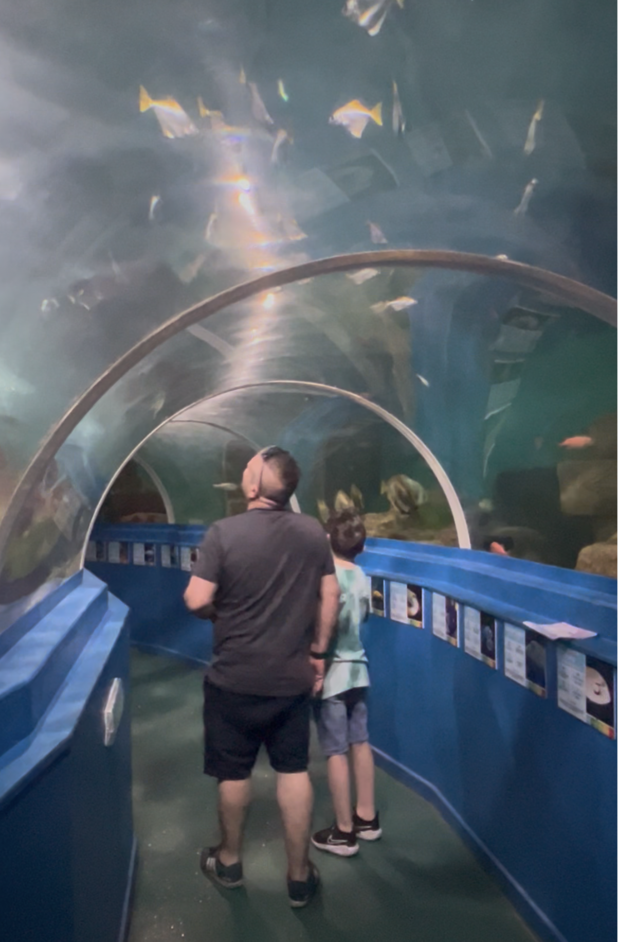 Blue Reef Aquarium Portsmouth     Things to do in Portsmouth with kids     Best aquariums in the South East     Kids days out Portsmouth Southsea seafront attractions Days out in Hampshire     Summer holidays Portsmouth 