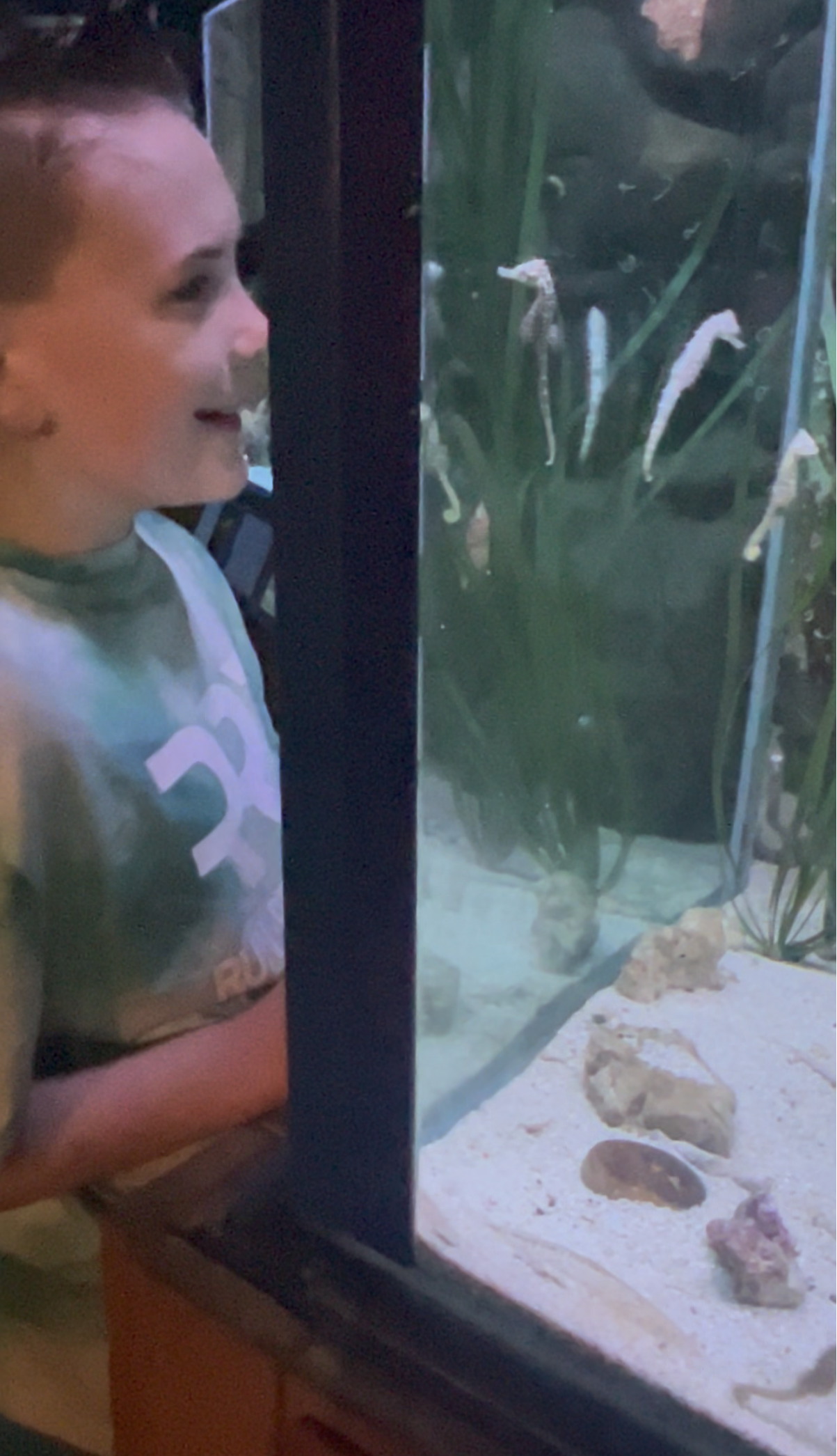 Blue Reef Aquarium Portsmouth     Things to do in Portsmouth with kids     Best aquariums in the South East     Kids days out Portsmouth Southsea seafront attractions Days out in Hampshire     Summer holidays Portsmouth 