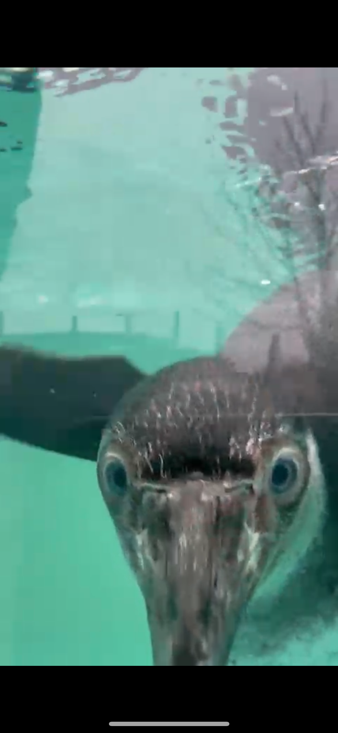 Winters tail Chessington world of adventures 2024 review penguin zoo short break uk 