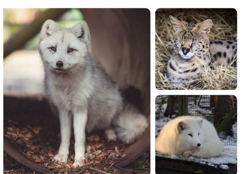 Hoo Zoo animal experience feeding zoo family days out cheap things to do for kids 