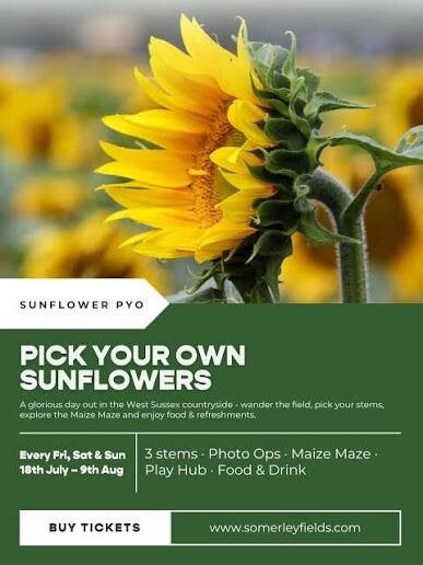 Sunflower fields Chichester 