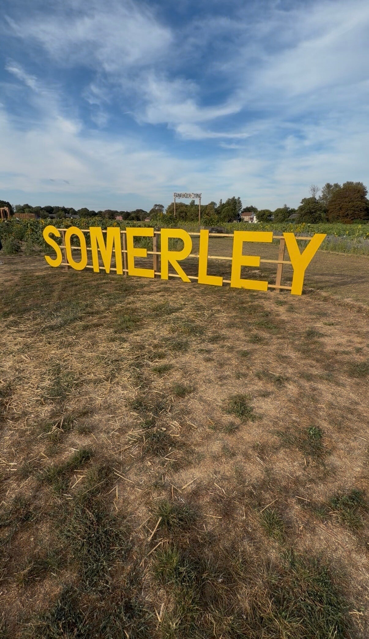     Somerley Fields sunflower field     Sunflower fields near Hampshire     West Sussex sunflower felids      PYO sunflowers West Sussex     Best sunflower fields near Hampshire west Sussex      Pick your own sunflowers West Sussex review     Saturday Sun