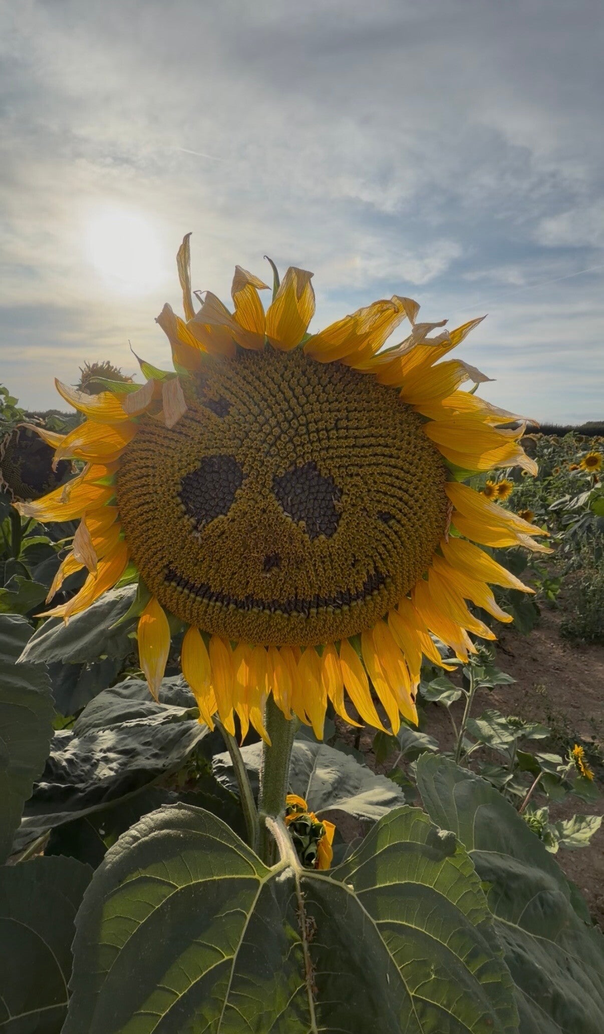     Somerley Fields sunflower field     Sunflower fields near Hampshire     West Sussex sunflower felids      PYO sunflowers West Sussex     Best sunflower fields near Hampshire west Sussex      Pick your own sunflowers West Sussex review     Saturday Sun