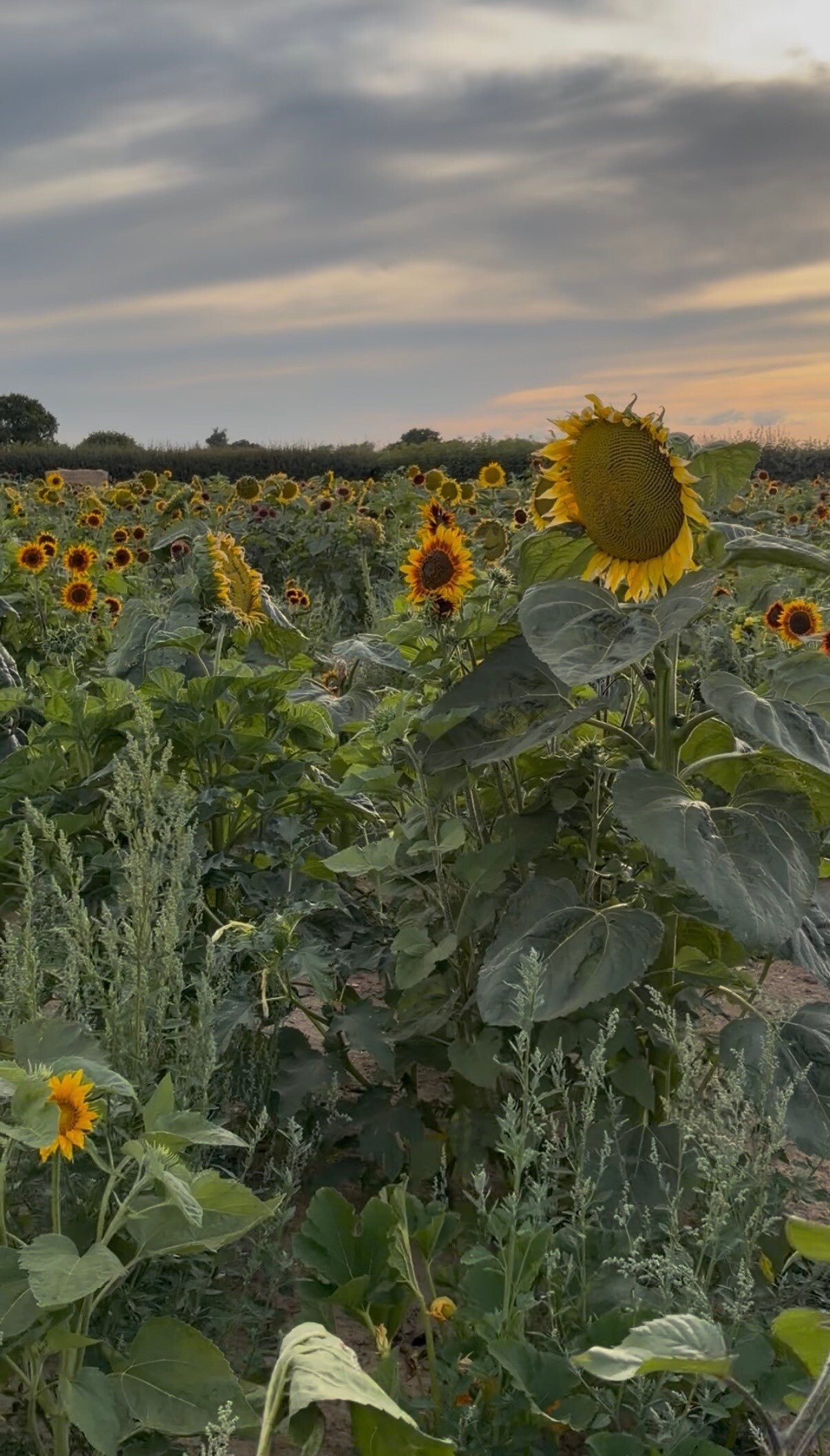     Somerley Fields sunflower field     Sunflower fields near Hampshire     West Sussex sunflower felids      PYO sunflowers West Sussex     Best sunflower fields near Hampshire west Sussex      Pick your own sunflowers West Sussex review     Saturday Sun