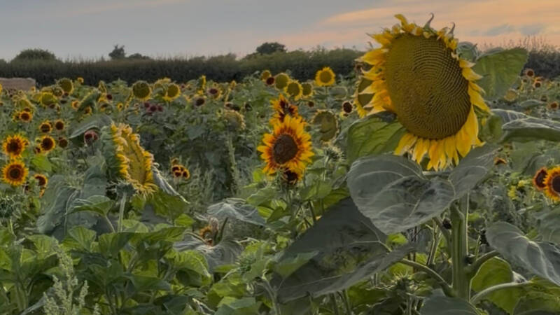     Somerley Fields sunflower field     Sunflower fields near Hampshire     West Sussex sunflower felids      PYO sunflowers West Sussex     Best sunflower fields near Hampshire west Sussex      Pick your own sunflowers West Sussex review     Saturday Sun