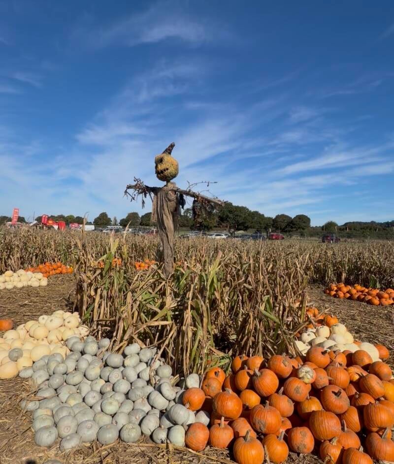     Witchville at Picking Patch review     Picking Patch Halloween pumpkin patch    Picking Patch Fordingbridge Witchville Hampshire Halloween activities Hampshire things to do in Hampshire with kids things to do in Hampshire this Halloween  October half 