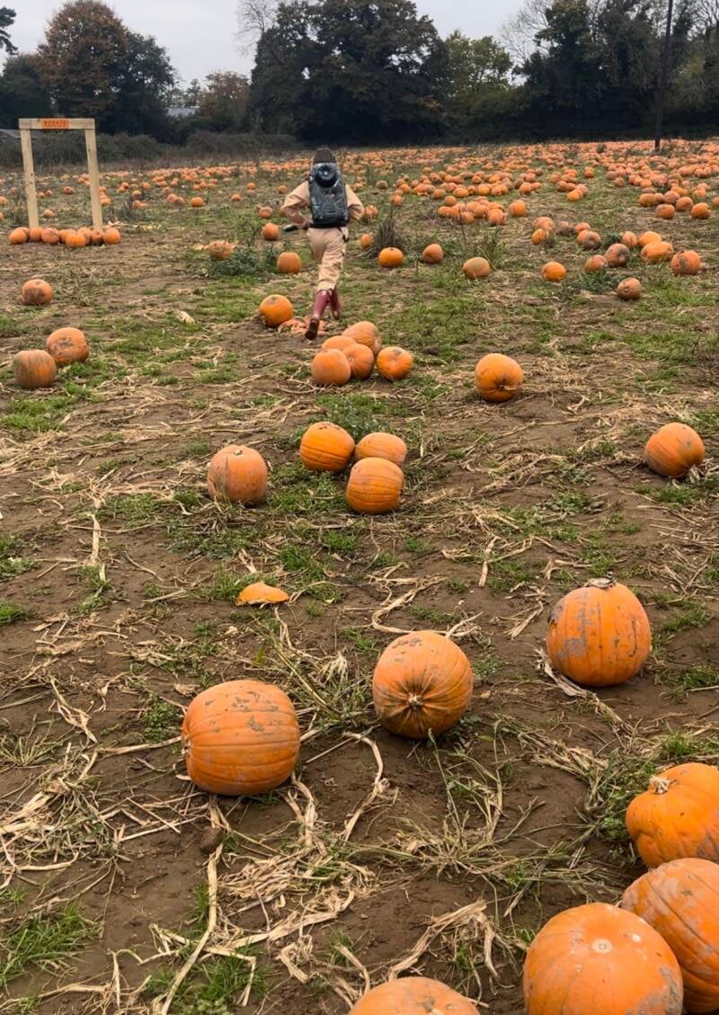 Rogate pumpkin patch 202; review West Sussex Hampshire half term Halloween 