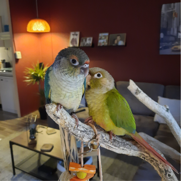 Poko & Mekie (Huisje Gevonden)