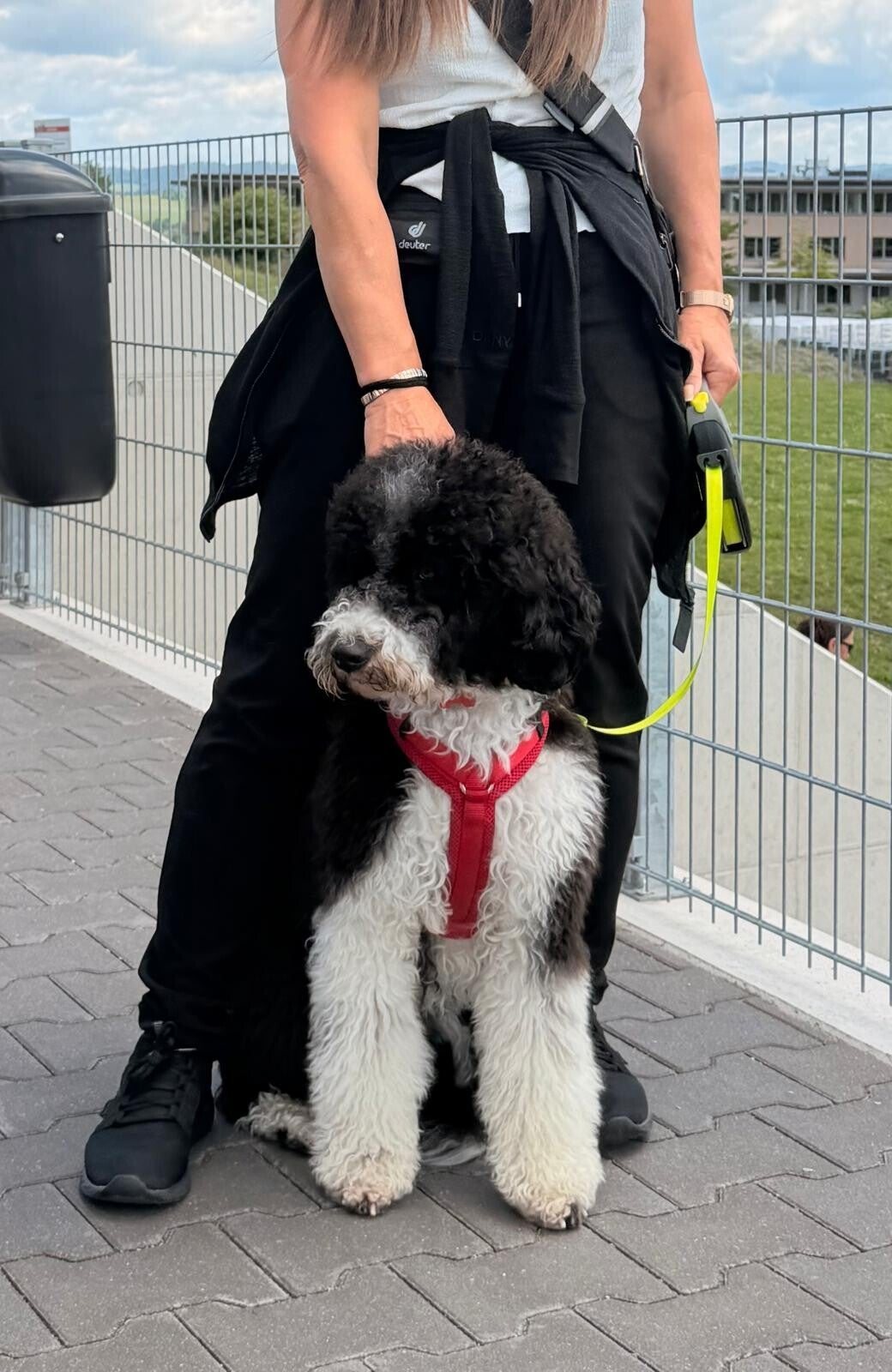 Hundezucht in der Steiermark