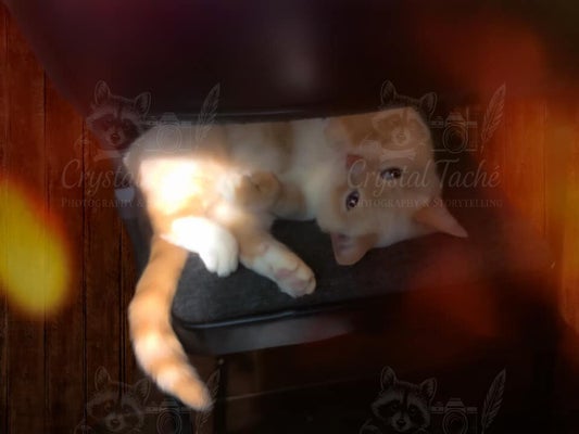 copyrightcrystaltache62-standard.jpg