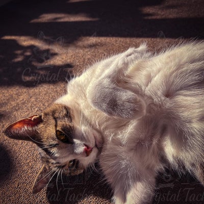 copyrightcrystaltache8-standard.jpg