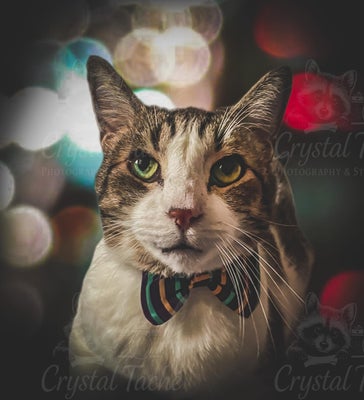 copyrightcrystaltache90-standard.jpg