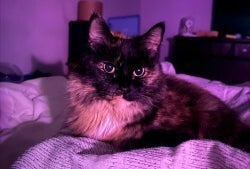 Cute Kitty (Pumpkin)