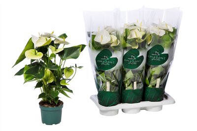 anthurium-wit-standard.jpg