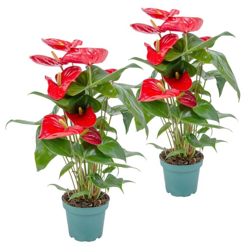anthurium_red-standard.jpg