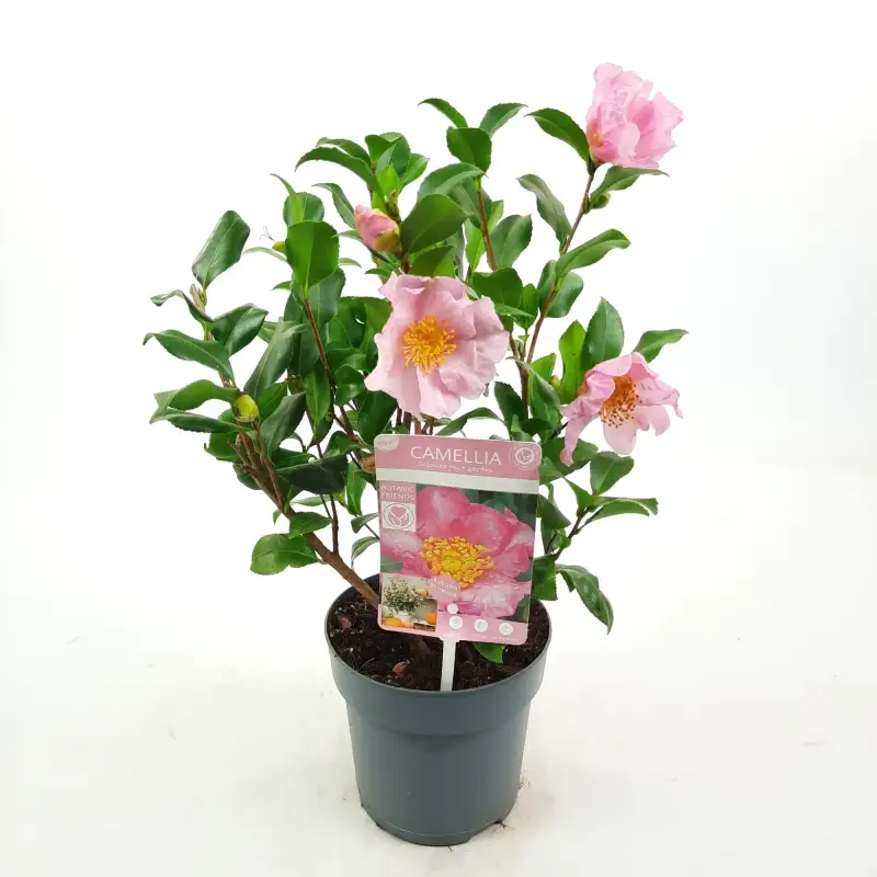 camellia-pink-standard.webp