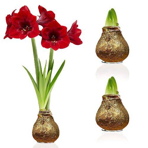 dutch-amaryllis-bulbs-standard.jpg