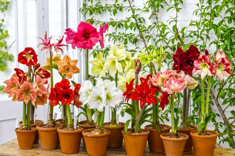 dutch-amaryllis-standard.jpg