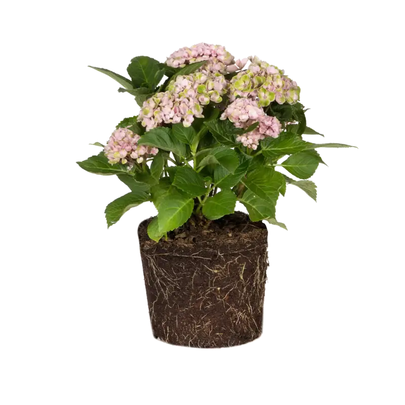 hortensia-plant-standard.webp