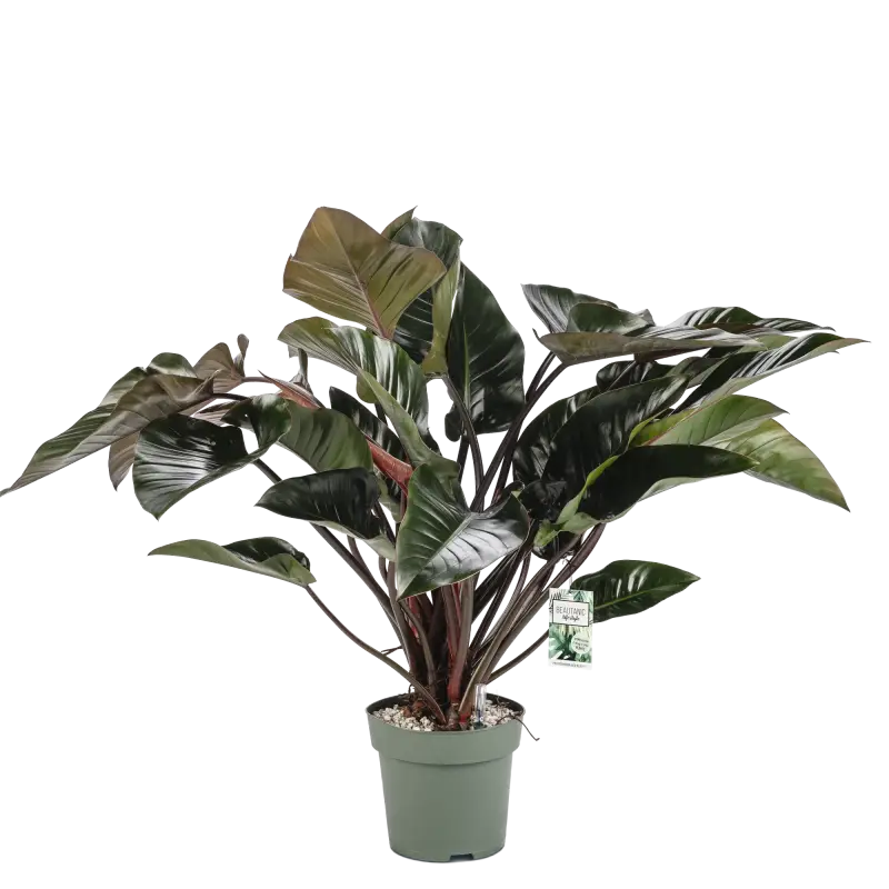 philodendron-red-beauty-standard.webp