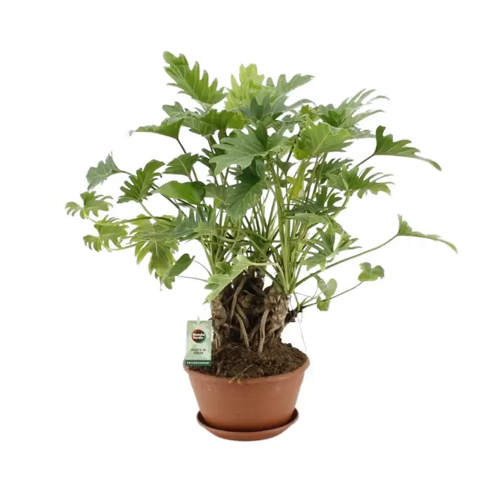 philodendron-xanadu-standard.webp