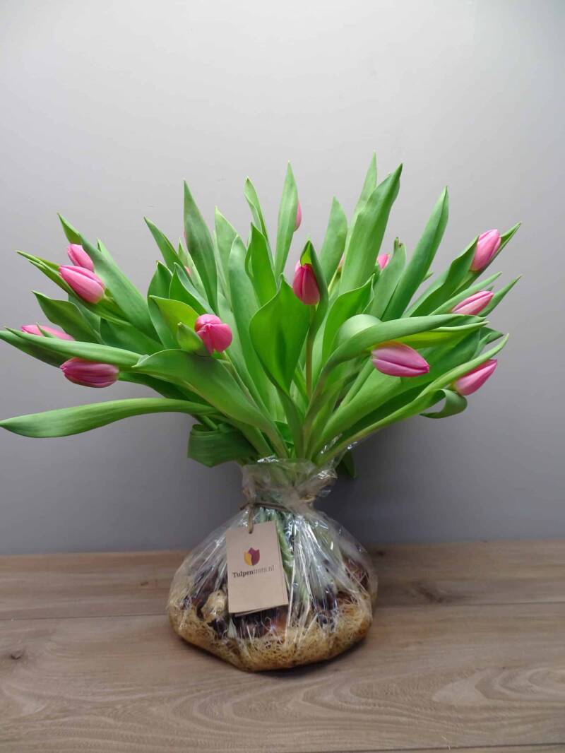 tulpen-met-bollen-standard.jpg